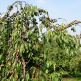 0909F 058 Mainschleife